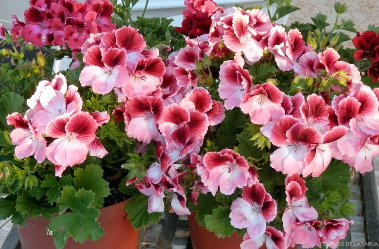 Diferencia entre el pelargonio y el geranio
