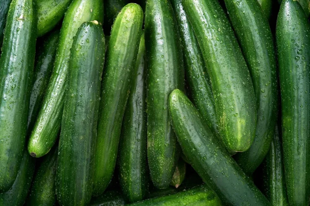 Diferencia entre el pepino libanés y el pepino continental