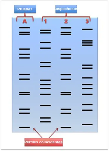 Diferencia entre el perfil de ADN y la secuenciación de ADN