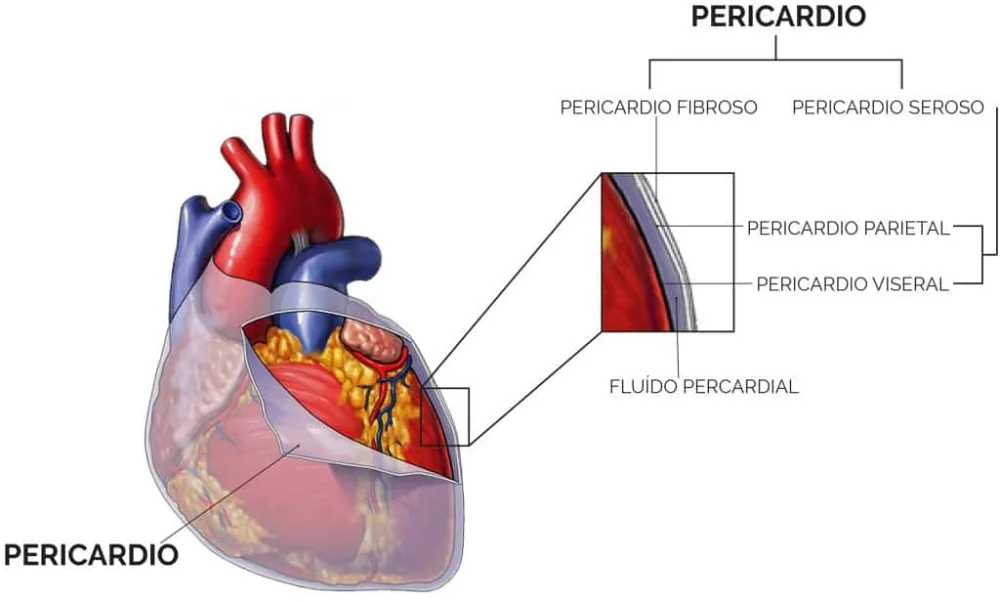 Diferencia entre el pericardio visceral y parietal