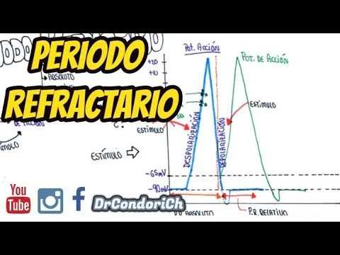 Diferencia entre el período refractario absoluto y relativo