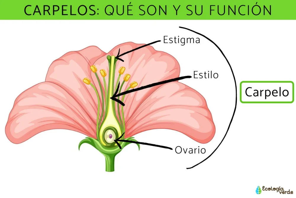 Diferencia entre estambre y carpelo