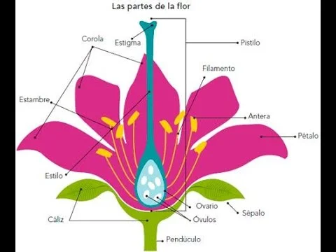 Diferencia entre estambre y pistilo