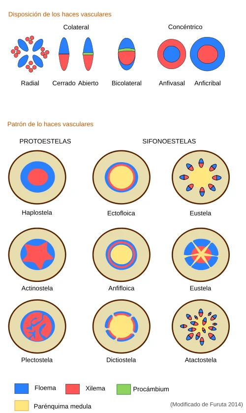 Diferencia entre estela y haz vascular