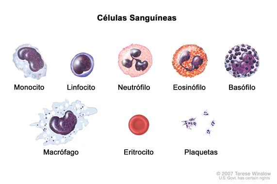 Diferencia entre glóbulos rojos y glóbulos blancos