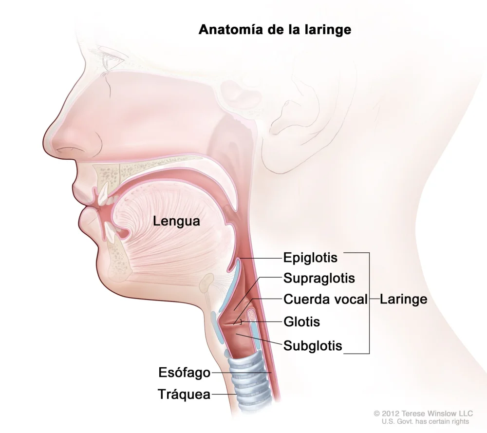 Diferencia entre glotis y epiglotis