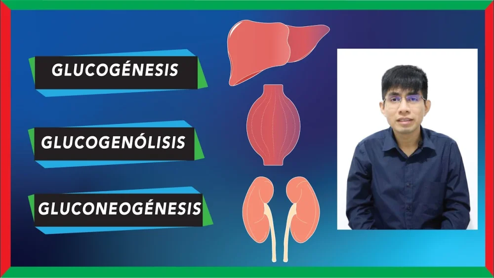 Diferencia entre glucogenólisis y gluconeogénesis