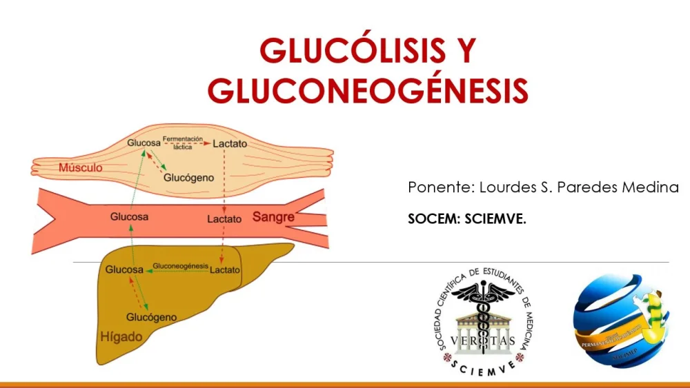 Diferencia entre glucólisis y gluconeogénesis