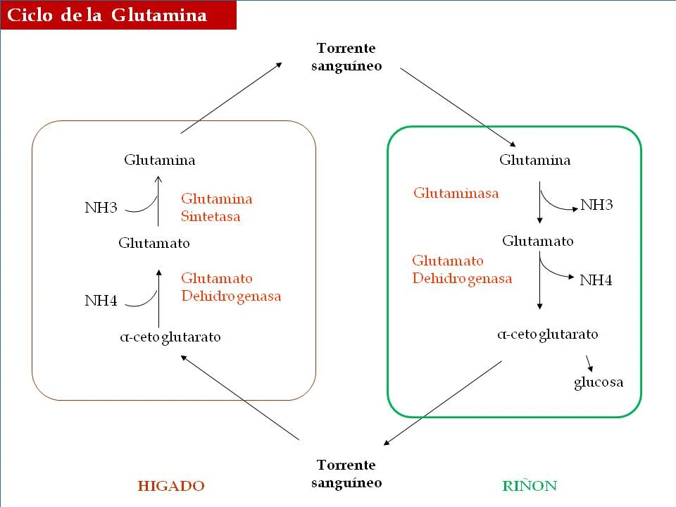 Diferencia entre glutamato y glutamina