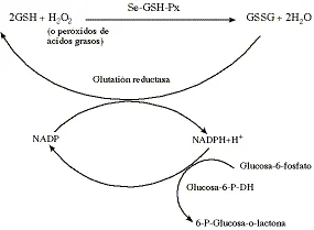 Diferencia entre glutatión y glutatión peroxidasa