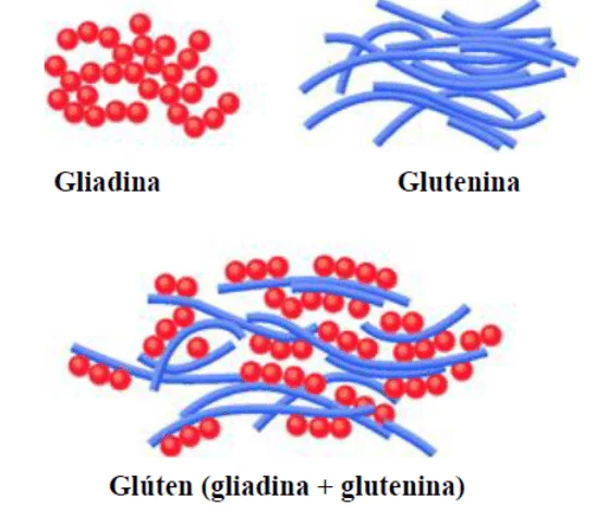 Diferencia entre glutenina y gliadina