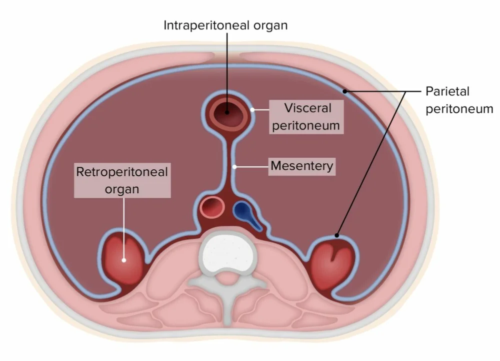 Diferencia entre intraperitoneal y retroperitoneal