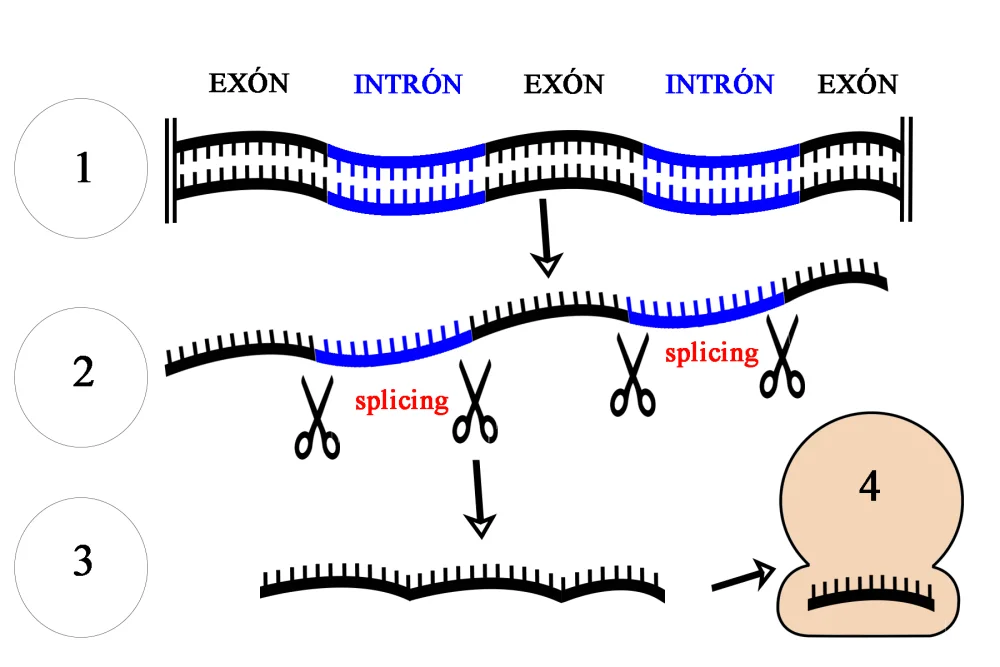 Diferencia entre intrones y exones