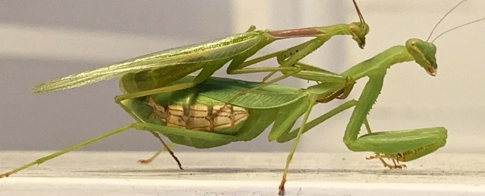 Diferencia entre la mantis religiosa macho y la hembra