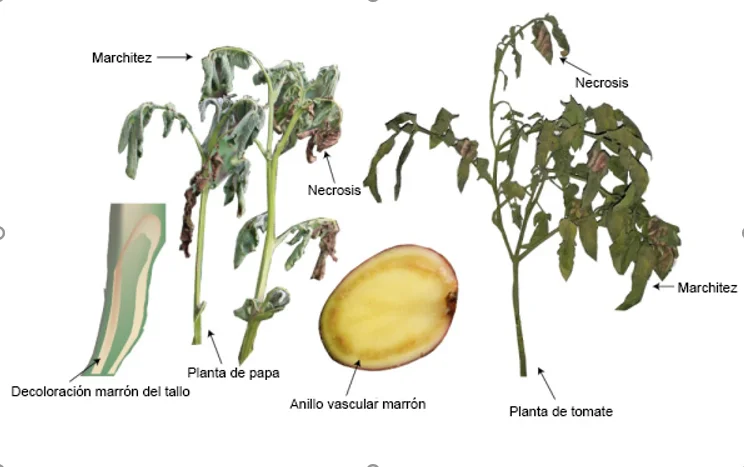 Diferencia entre la marchitez bacteriana y la marchitez por Fusarium