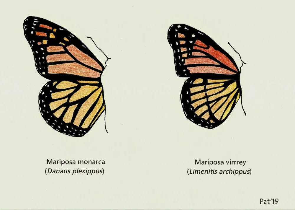 Diferencia entre la mariposa monarca y la mariposa virrey