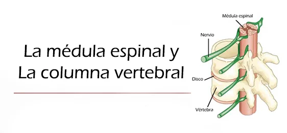 Diferencia entre la médula espinal y las vértebras