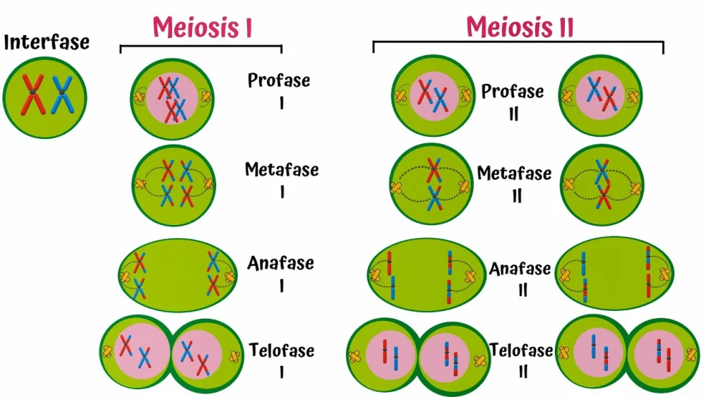 Diferencia entre la meiosis 1 y la meiosis 2