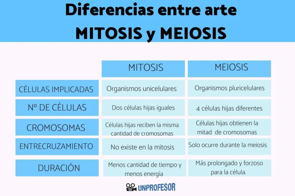Diferencia entre la meiosis II y la mitosis