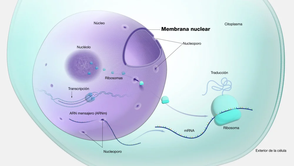 Diferencia entre la membrana nuclear y la envoltura nuclear