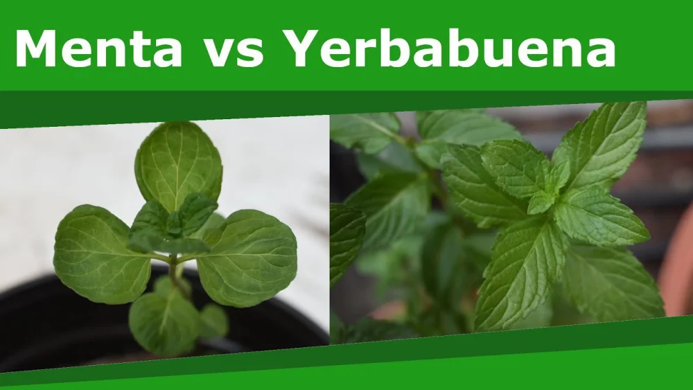 Diferencia entre la menta y la hierbabuena