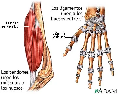 Diferencia entre músculo y tendón