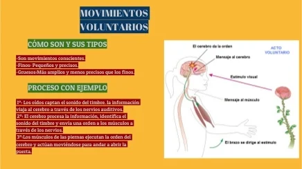 Diferencia entre músculos voluntarios e involuntarios