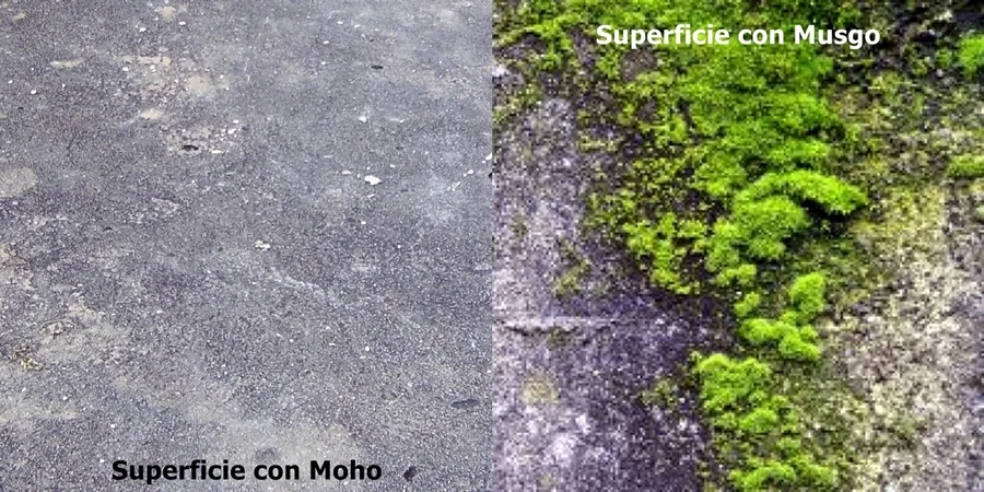 Diferencia entre musgo y moho