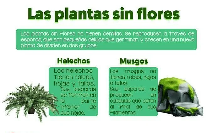 Diferencia entre musgos y helechos