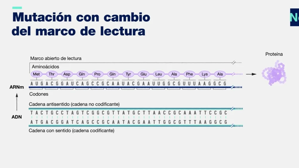 Diferencia entre mutación puntual y mutación por desplazamiento del marco de lectura