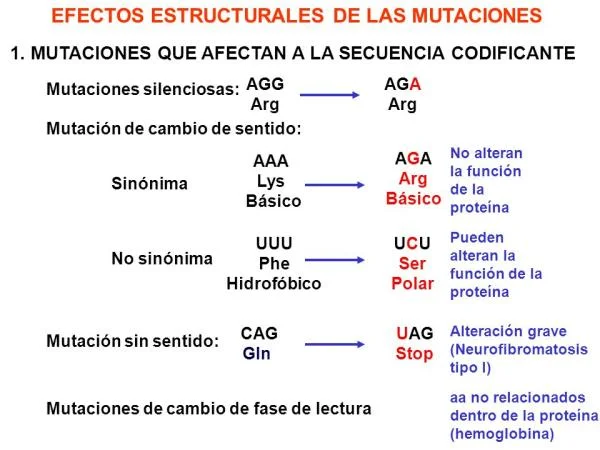 Diferencia entre mutación sinónima y no sinónima