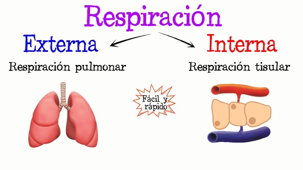 Diferencia entre respiración interna y externa