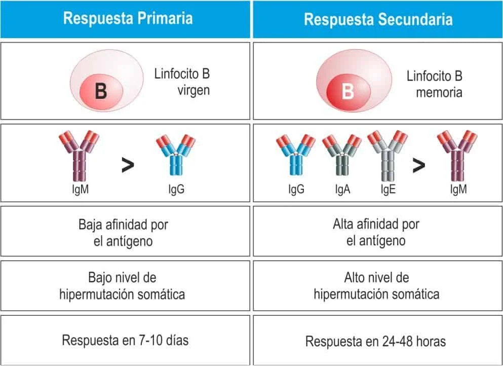Diferencia entre respuesta inmunitaria primaria y secundaria