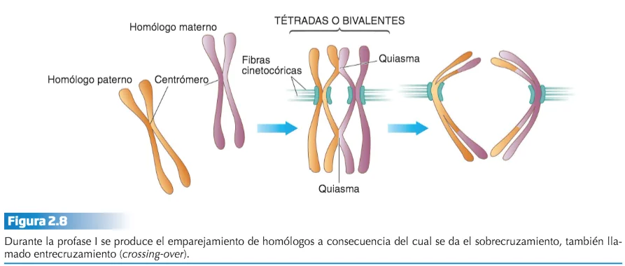Diferencia entre una tétrada y un par de cromátidas