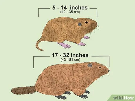 Diferencia entre una tuza y una marmota