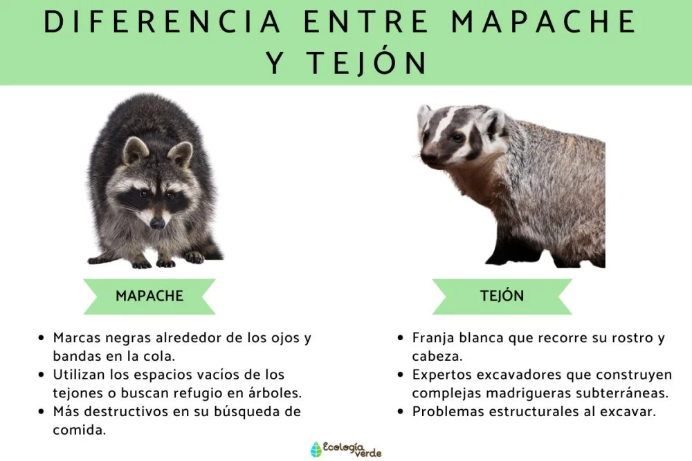 Diferencia entre una zarigüeya y un mapache