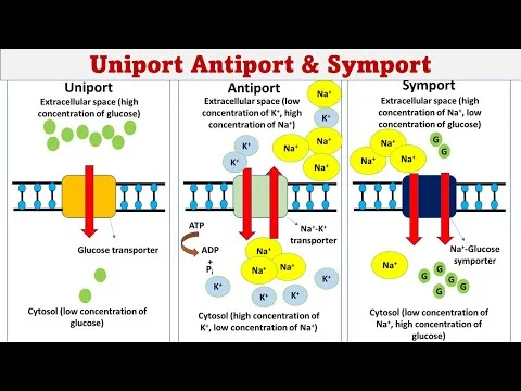 Diferencia entre Uniport Symport y Antiport