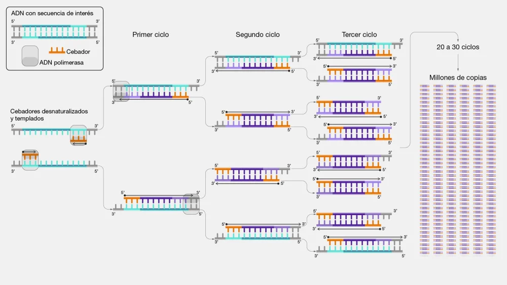 ¿Por qué se utiliza la PCR en el proceso de secuenciación del ADN?