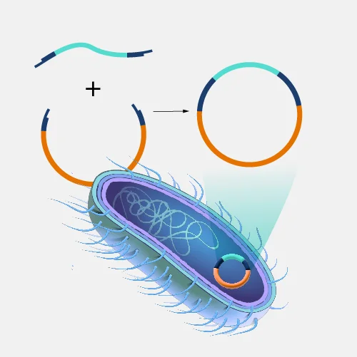¿Por qué se utilizan bacterias en la tecnología del ADN recombinante?