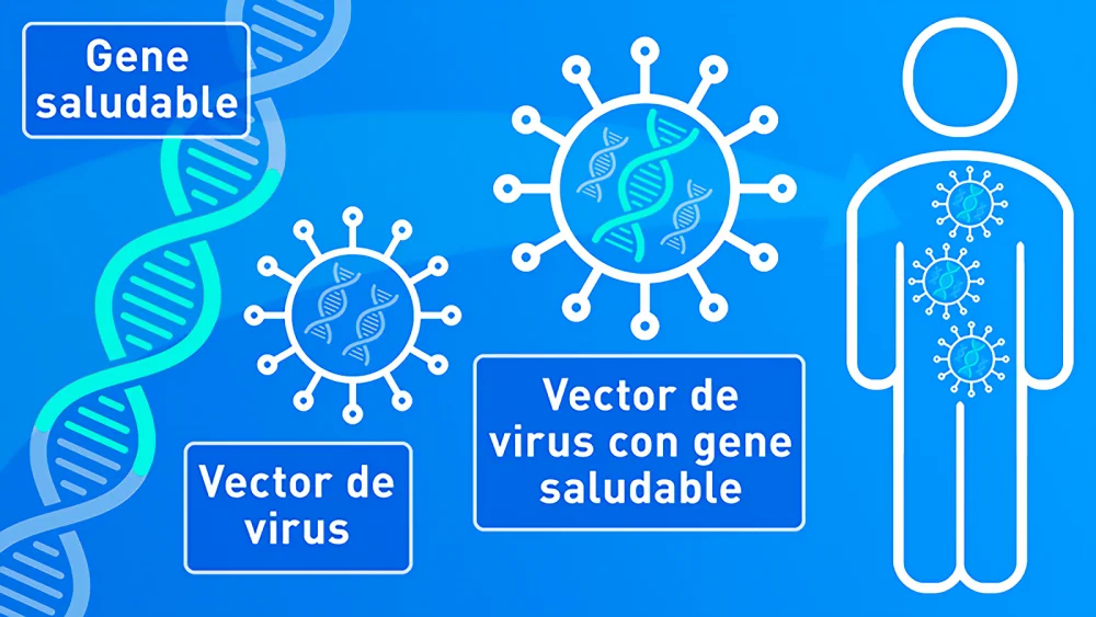 ¿Por qué se utilizan virus en la terapia génica?