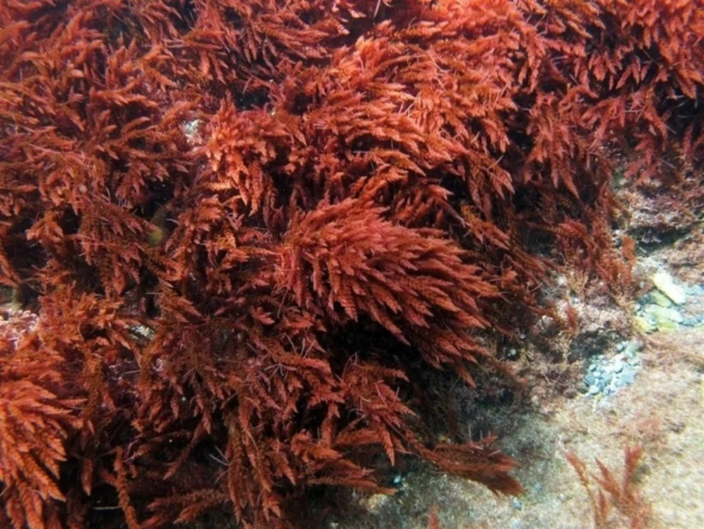 ¿Por qué son importantes las algas rojas para los arrecifes de coral?