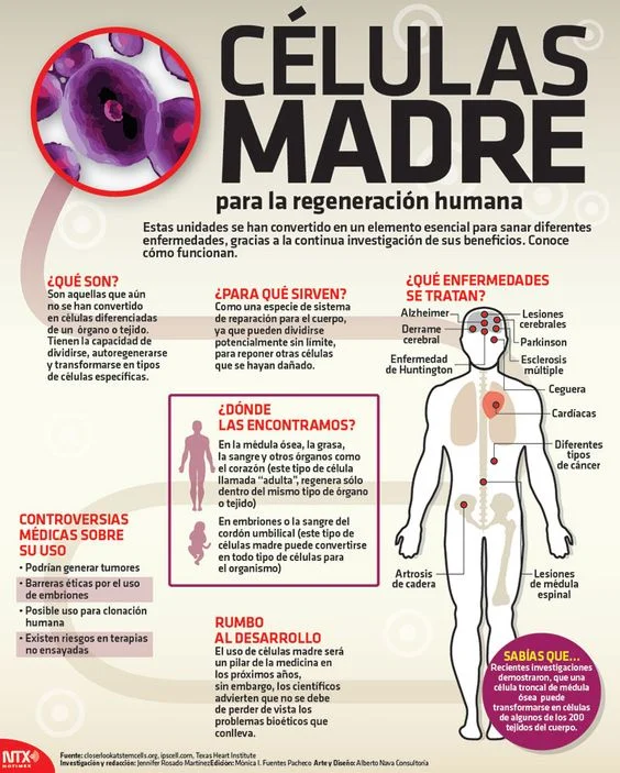 ¿Por qué son importantes las células madre?