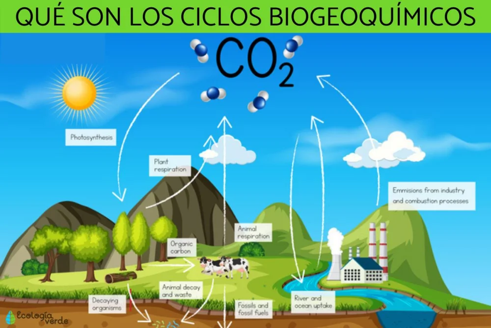 ¿Por qué son importantes los ciclos biogeoquímicos?