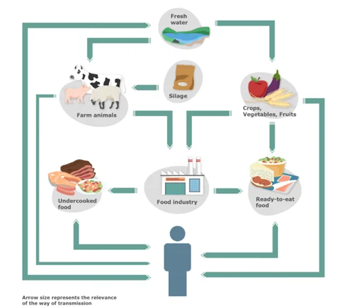 ¿Qué causa la contaminación por Listeria?