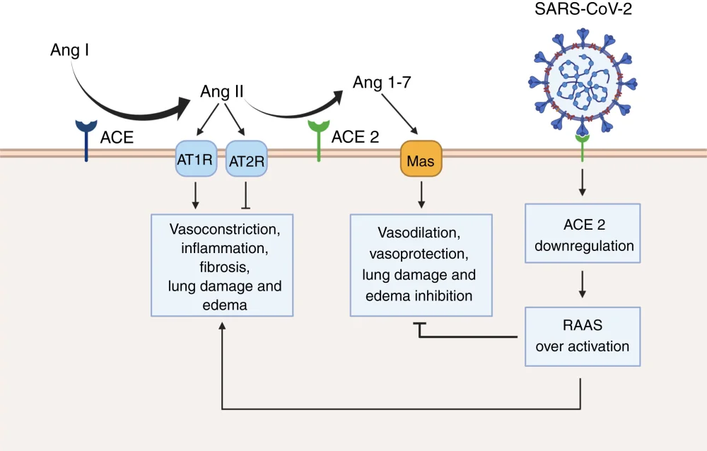 Diferencia entre ACE 1 y ACE 2 Ciencia