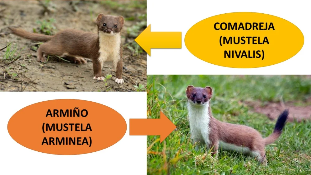 Diferencia entre armiño y comadreja