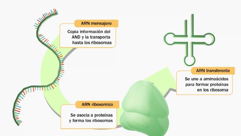Diferencia entre ARN y ARNm