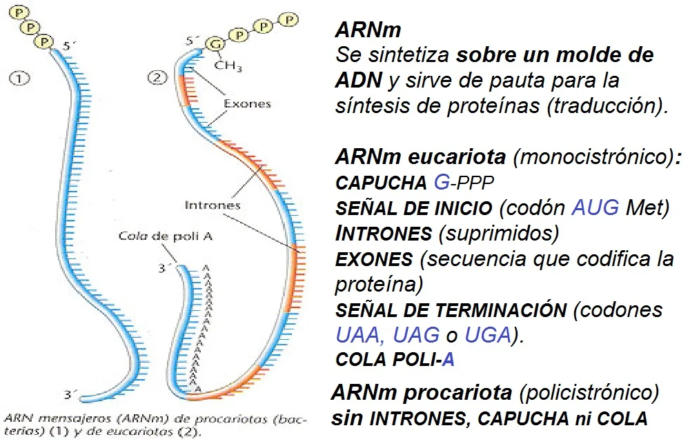Diferencia entre ARNm monocistrónico y policistrónico