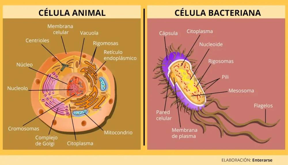 Diferencia entre célula bacteriana y célula animal
