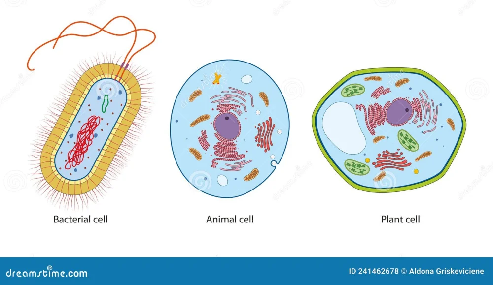 Diferencia entre célula vegetal y célula bacteriana